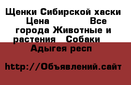 Щенки Сибирской хаски › Цена ­ 18 000 - Все города Животные и растения » Собаки   . Адыгея респ.